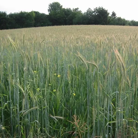 In Salzburg Near Slopes Bemelen