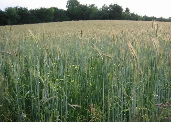 In Salzburg Near Slopes Bemelen